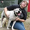 AmericanBulldogSavvy - Blog