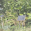The Botanical Engineer | Herbal Medicine Blog