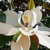 Western Kentucky Genealogy Blog
