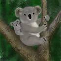 A Koala's Playground