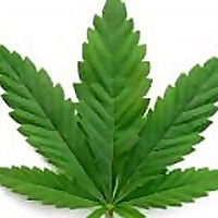 Hemp Logic