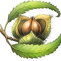 Chestnut School of Herbal Medicine Blog