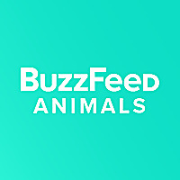 BuzzFeed &raquo; Animals
