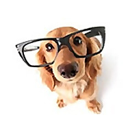 Dog Training Basics