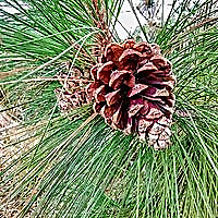 The Practical Herbalist