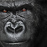 Forex Trading With Kong