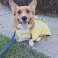 My Kid Has Paws | Pet Rescue and Fosters Blog