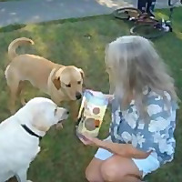 Home Van Pet Care Project | Homeless Pet Care Service Blog