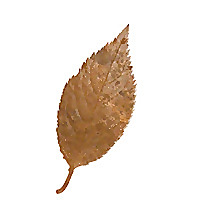 Copper Leaf Genealogy
