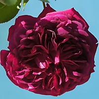 Organic Garden Dreams