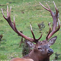 ROARSOME HUNTING New Zealand