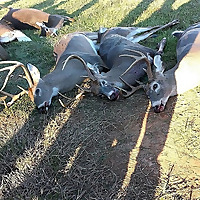 North Carolina Hunting