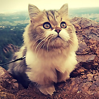 Milo the Munchkin Cat