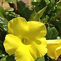 My Little Garden in Dubai | Gardening in Dubai Blog