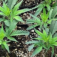Cannabis Chronicles | Washington State Cannabis/Marijuana News