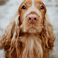 Perfect Cocker Spaniel
