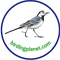 Birding Planet