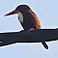 Bird Adventure- A beginner birder and her sightings.