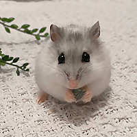 happy hamster
