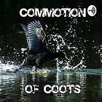 Commotion of Coots