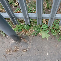 Hammersmith: A Wilderness