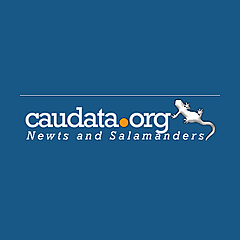 Caudata Forum