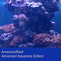 Americanreef - Keeping Saltwater and Coral Reef Aquariums by Learning from Advanced Aquarists