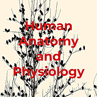 Human Anatomy and Physiology