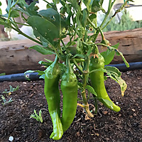The Gardeners with Altitude Podcast