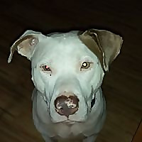 JollyMutt