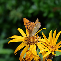 The Wildlife Garden Podcast