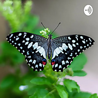 The Diverse Butterfly Podcast