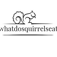 What do Squirrels Eat