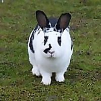 My Rabbit Family Blog