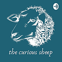 The Curious Sheep