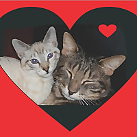 Pet Ways to Ease Stress