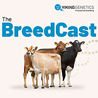 The BreedCast - innovative dairy breeding in your ears