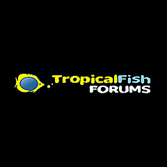Tropical Fish Forums &raquo; Amphibians & Aquatic Reptiles