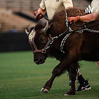 CU Football Dossier