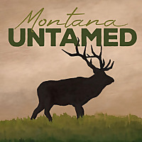 Montana Untamed