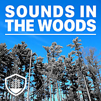 Sounds in the Woods