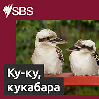 Koo-koo, kookaburra! - Ку-ку, кукабара!