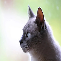 Животные