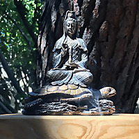 Down with the Dharma