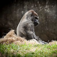 Gorilla's Playthrough