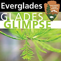 Everglades - Glades Glimpse