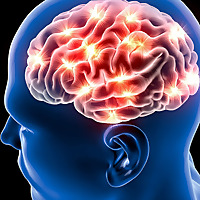 Understanding the Brain