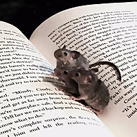 Book Meese: Podcast for Book Enthusiasts