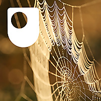 Investigating spiders: life on a thread - for iPad/Mac/PC