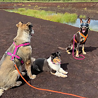 DogGeeks Hundegesabbel